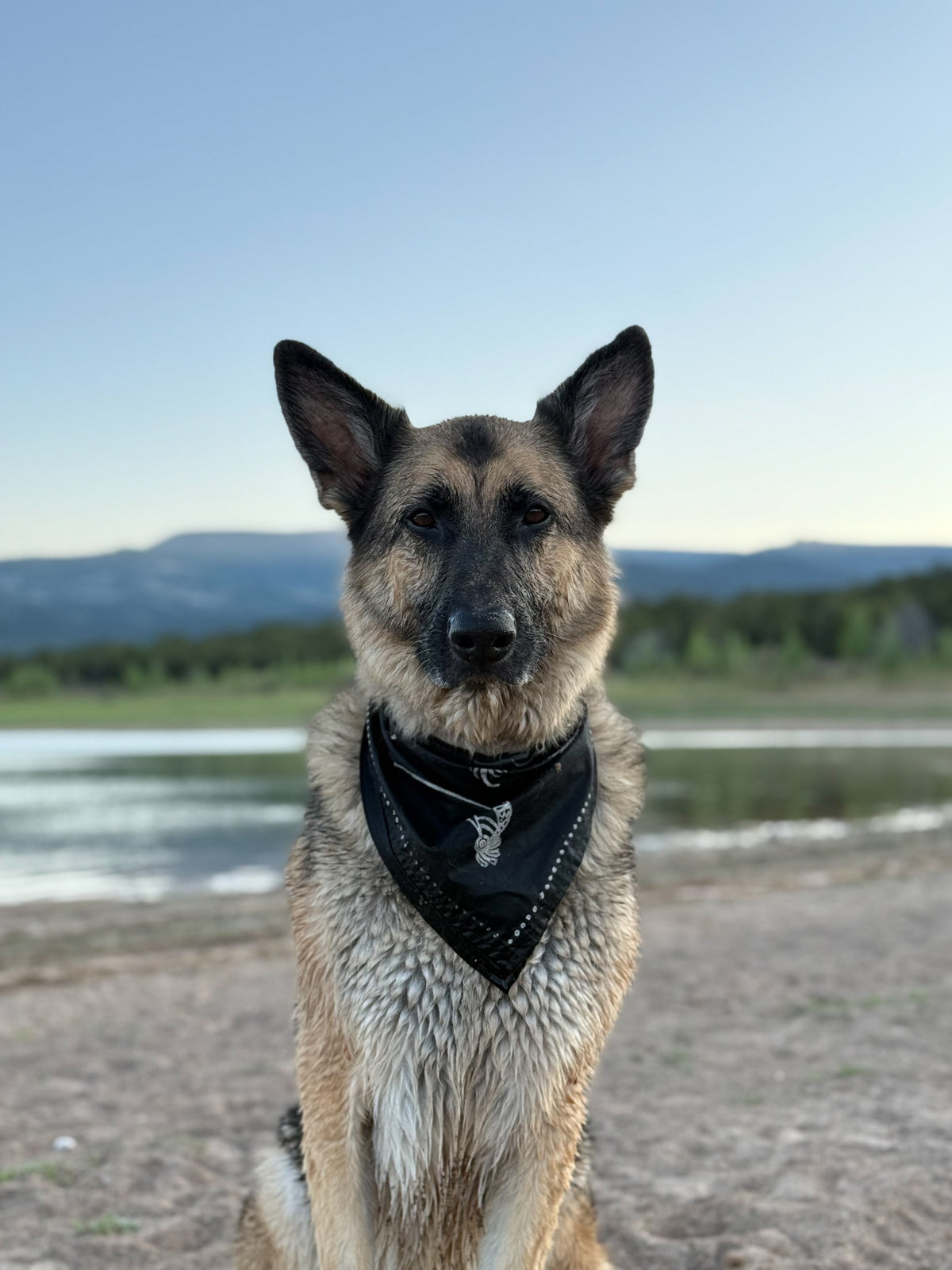 A small scruffy gray dog standing outdoors on mulch in front of a wire fence, wearing a white bandana with black alligator artwork and a black harness with a black leash attached.