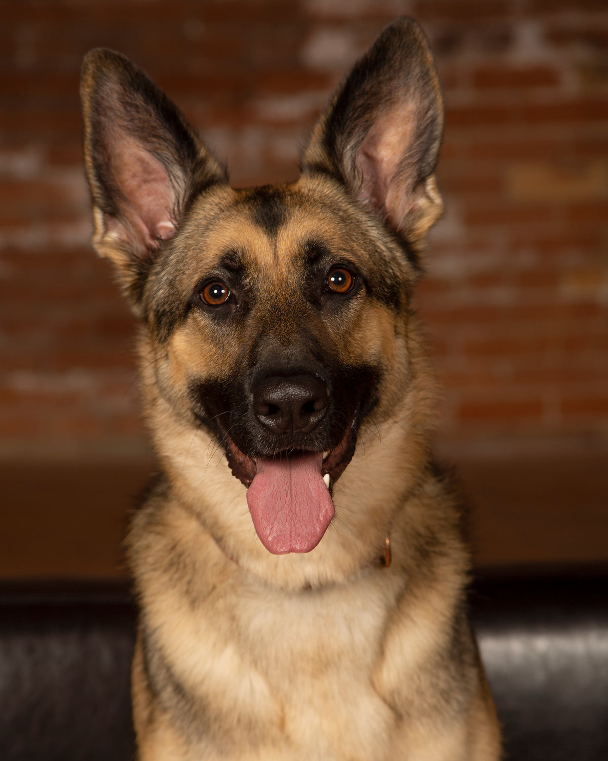 A close-up portrait of a German Shepherd dog with tan and black fur, sitting in front of a blurred brick wall background.