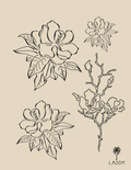 Sweet Magnolias Print