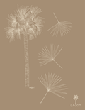 Palmetto Fans Print