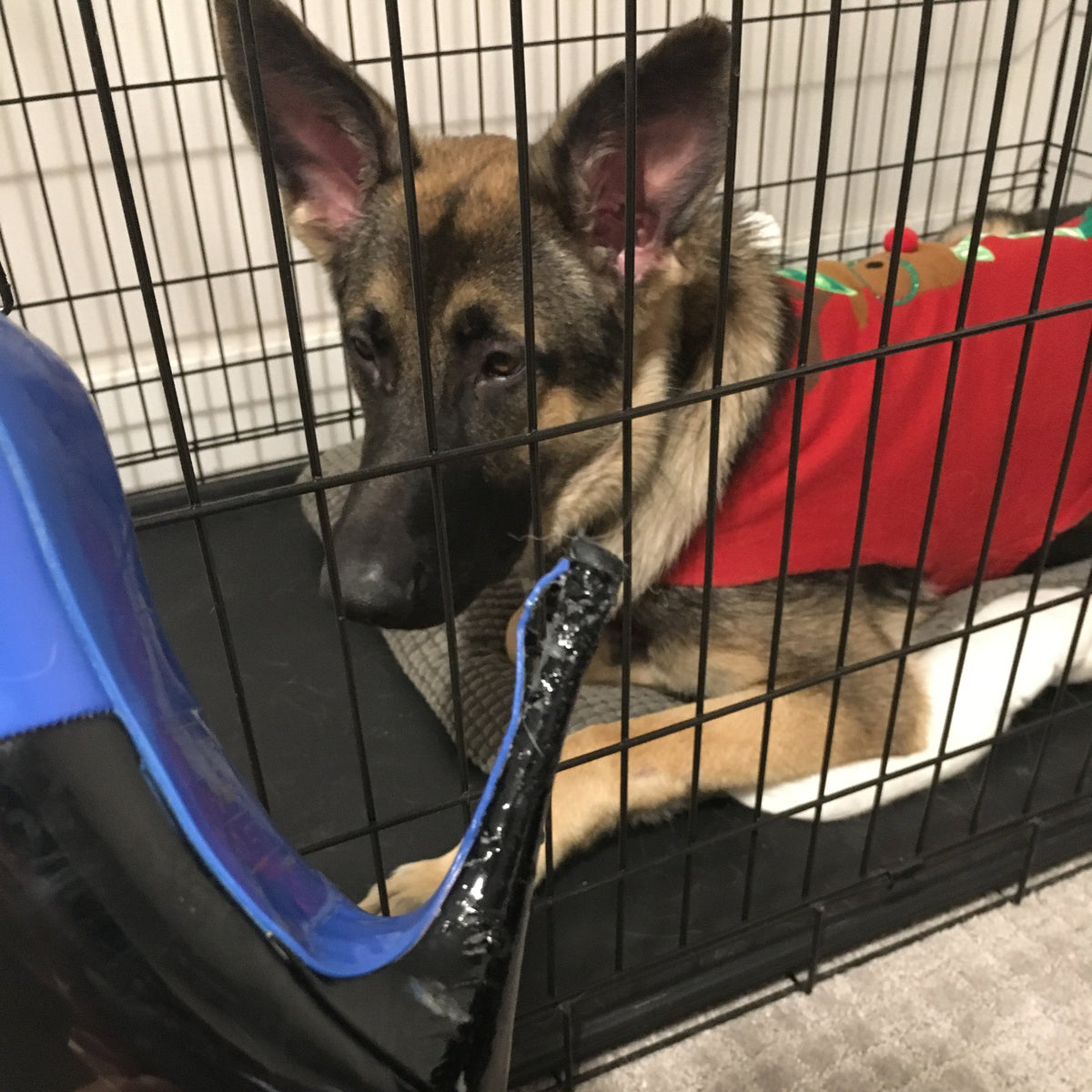 A German Shepherd dog wearing a red sweater is inside a black wire crate while a human hand holds a black and blue high-heeled shoe near the dog.
