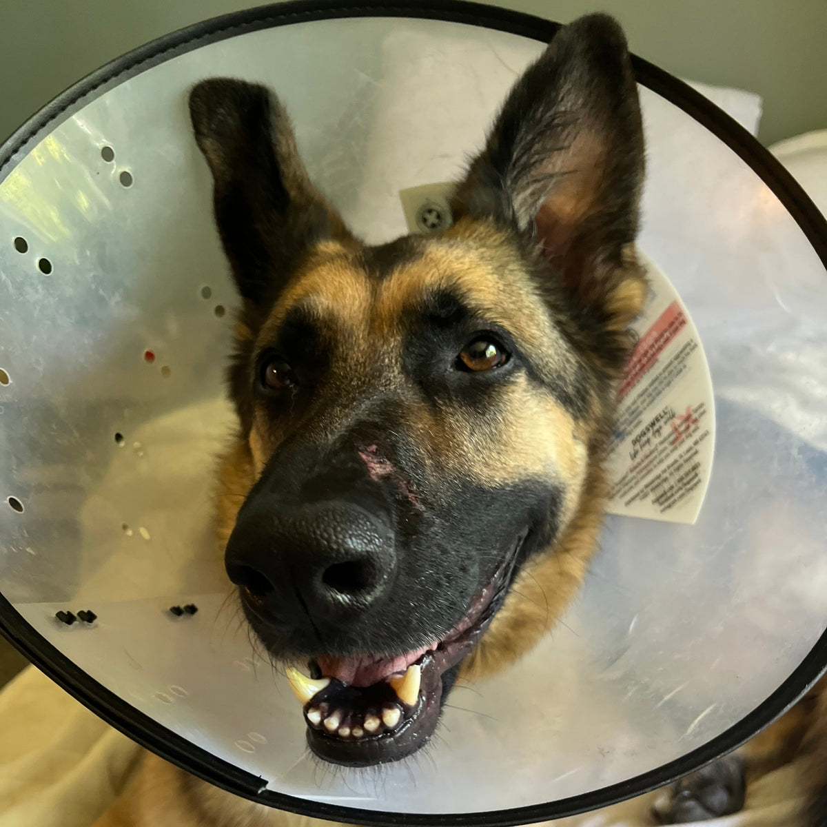 A German Shepherd dog lying on a white blanket, wearing a clear plastic cone with a black collar. The dog has tan and black markings and appears to be looking directly at the camera.