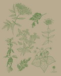 Mountain Medicine Print