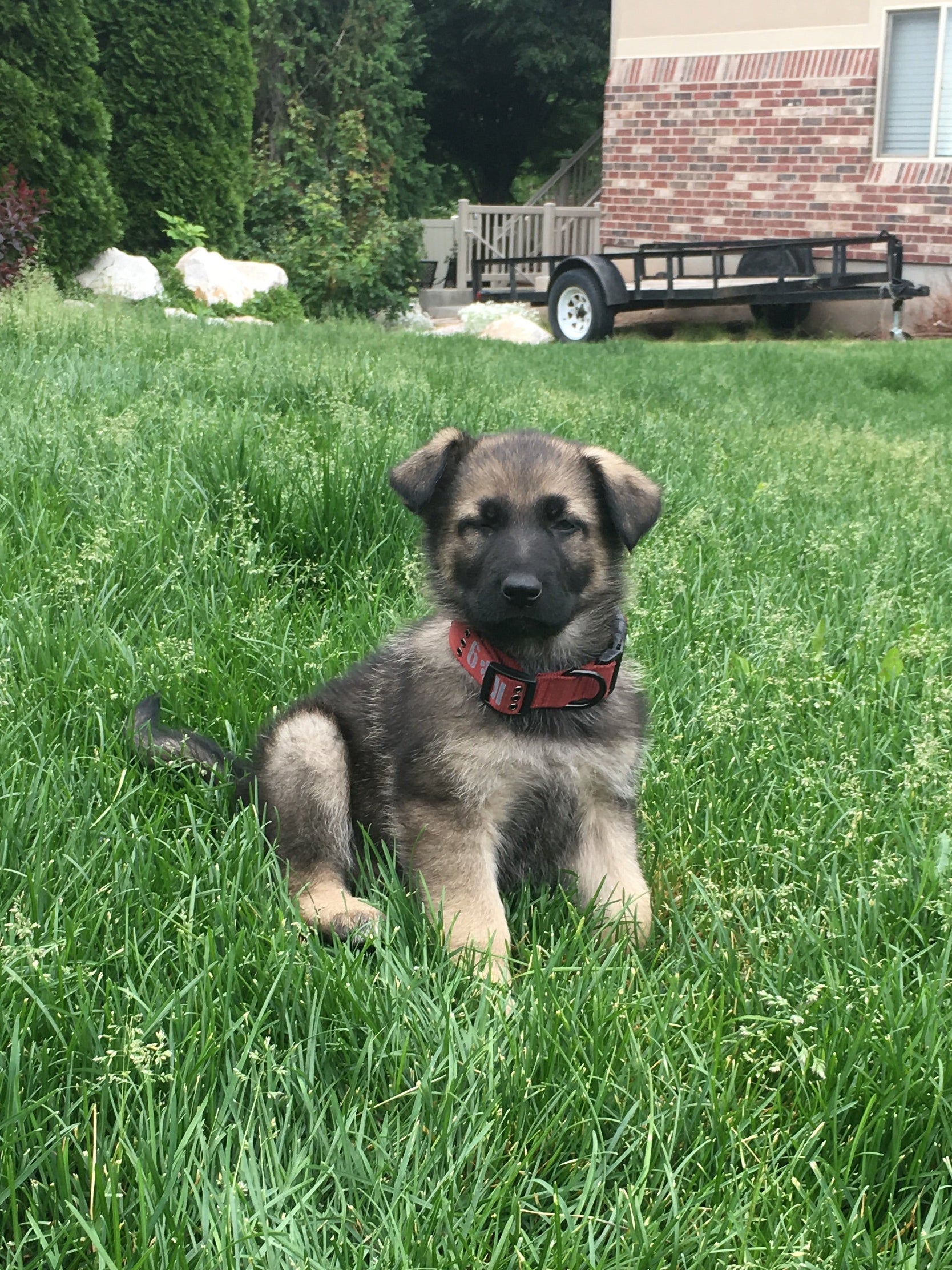 A German Shepherd puppy wearing a red collar sits on a green grassy lawn in front of a house with brick and stone walls.