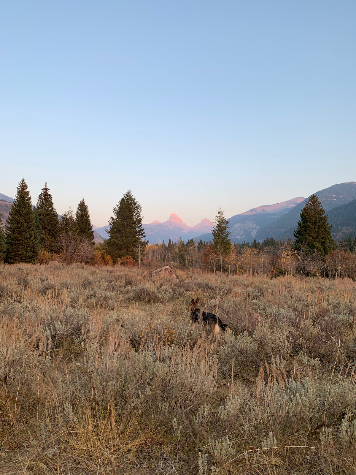 A wide outdoor landscape scene with dry grass, evergreen trees, distant mountains, and a pale blue sky. A dog is visible near the center-right foreground, but the scene itself is the main content.