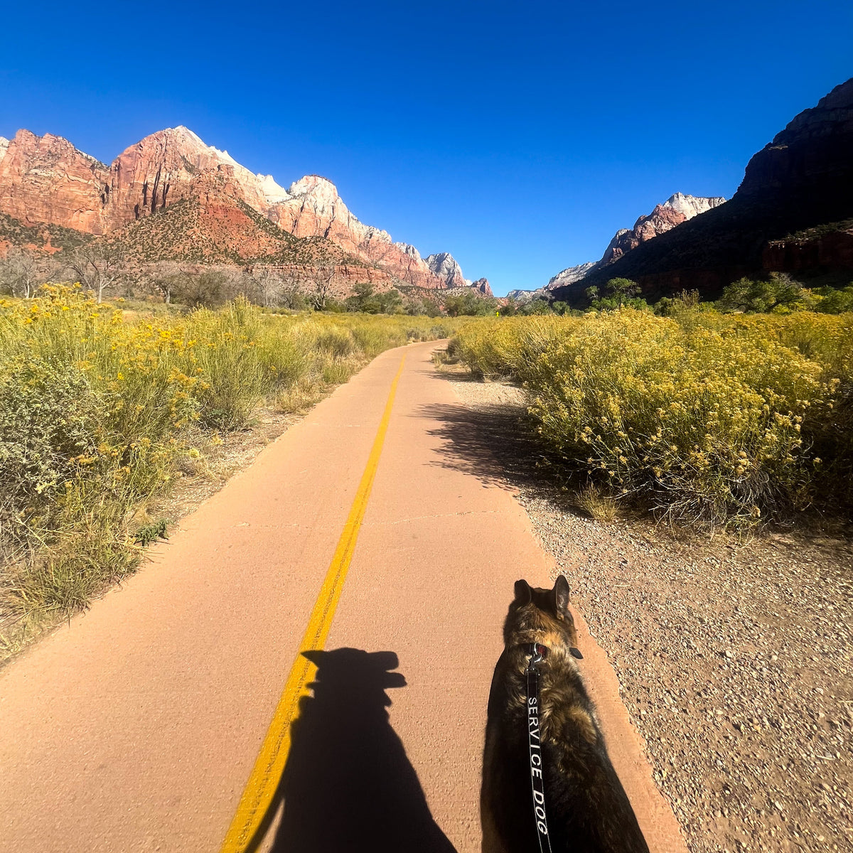 A scenic outdoor landscape photo of a dog on a leash walking along a paved trail in a desert canyon setting under a clear blue sky. The trail is flanked by yellow wildflowers and red rock mountains in the background.