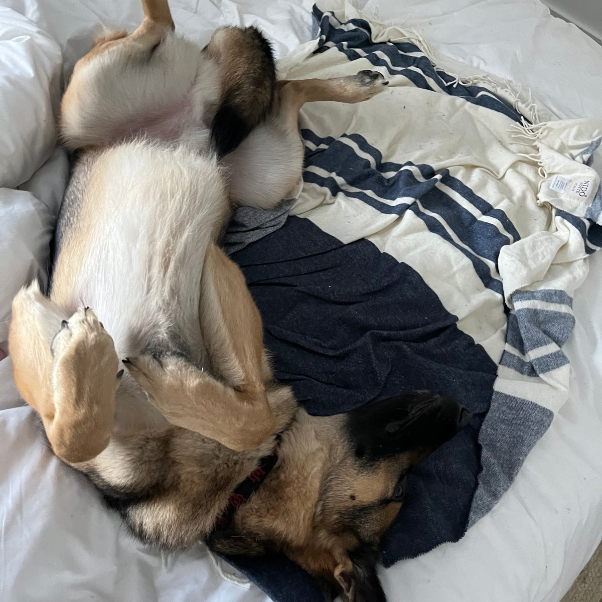 A German Shepherd dog lies on its back on a white bed, surrounded by a navy blue blanket and a cream-and-blue striped towel.