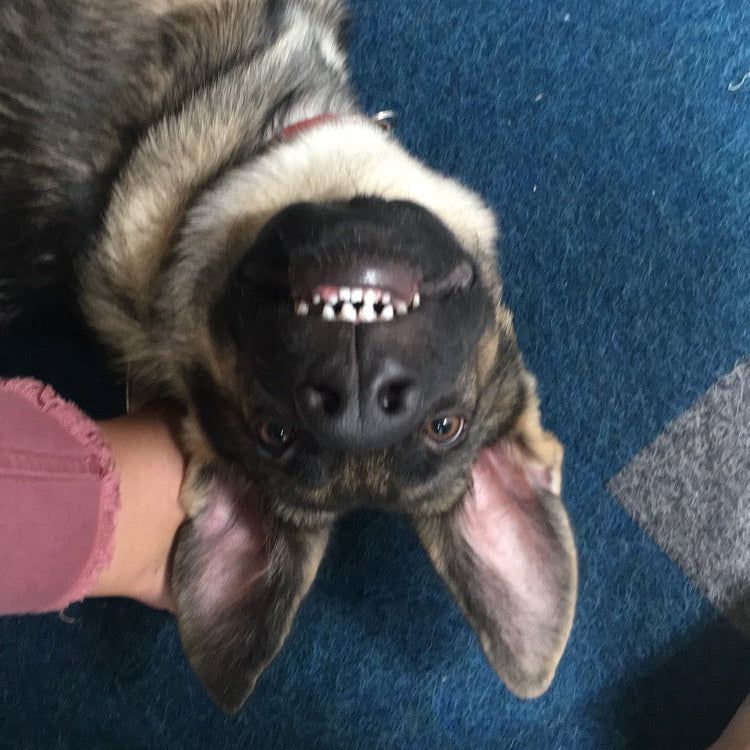 A close-up, high-angle shot of a black and tan dog lying on its back on a blue carpet, with a person's hand holding its chin.