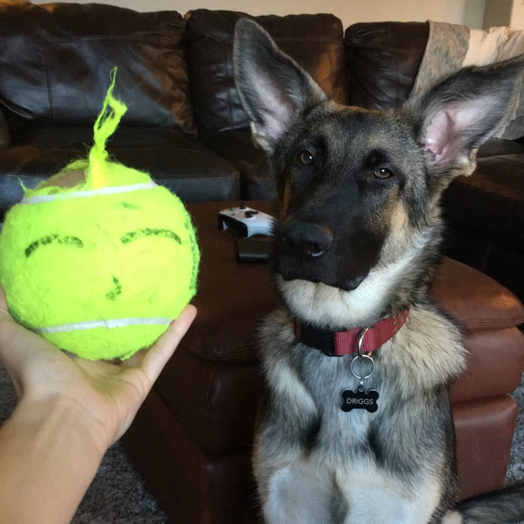 A German Shepherd dog sits attentively indoors while a person holds up a bright yellow-green tennis ball toy in the foreground. The setting is a living room with a brown leather couch, carpet, and framed wall photos visible in the background.