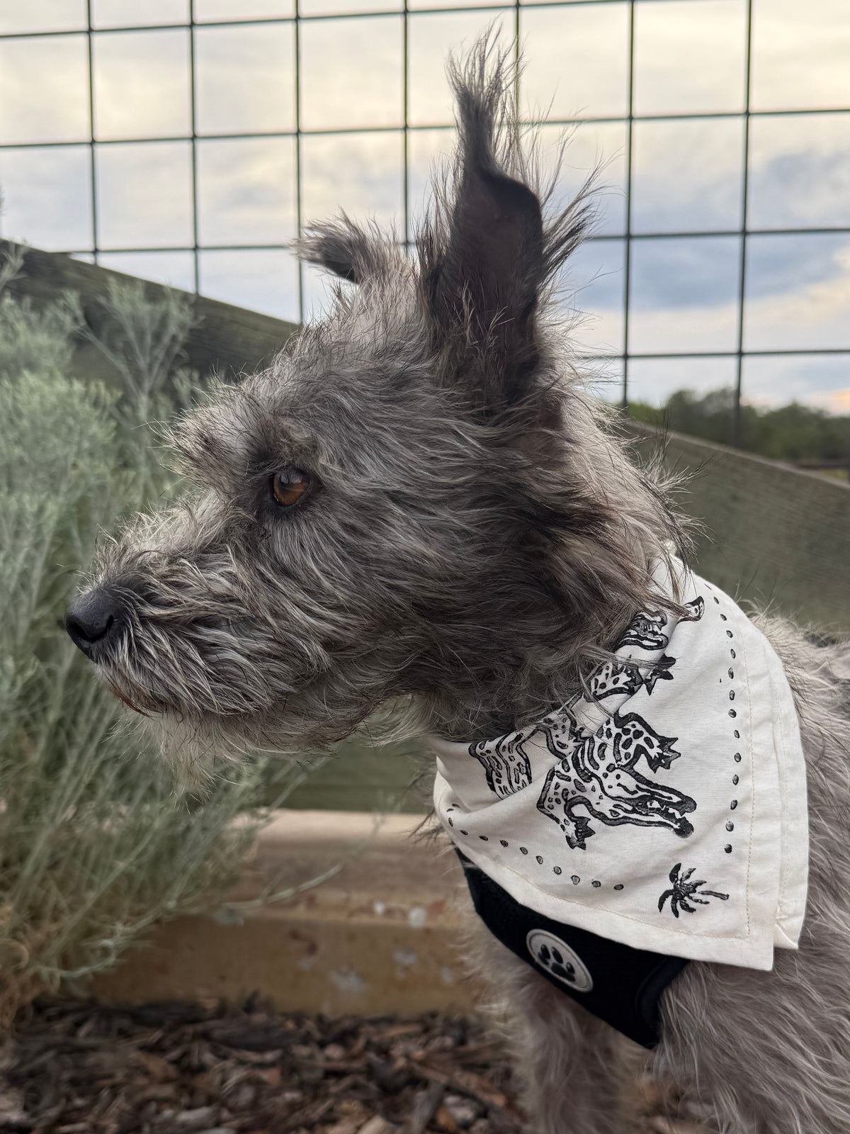 A small scruffy gray dog standing outdoors on mulch in front of a wire fence, wearing a white bandana with black alligator artwork and a black harness with a black leash attached.
