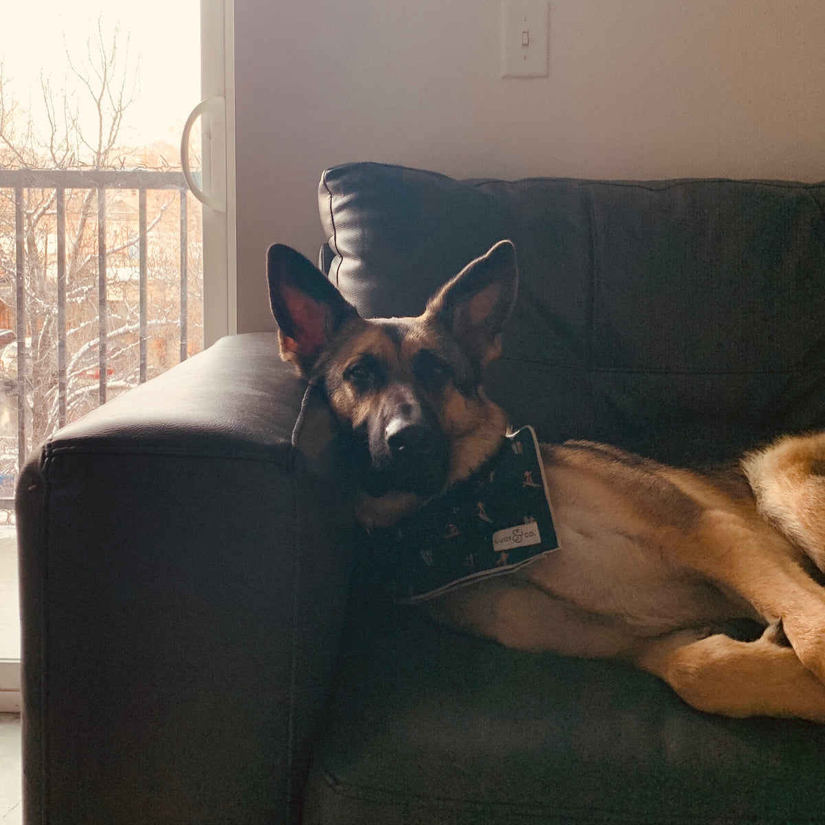A German Shepherd dog rests on a dark leather couch in a living room, holding a black patterned collar around its neck.