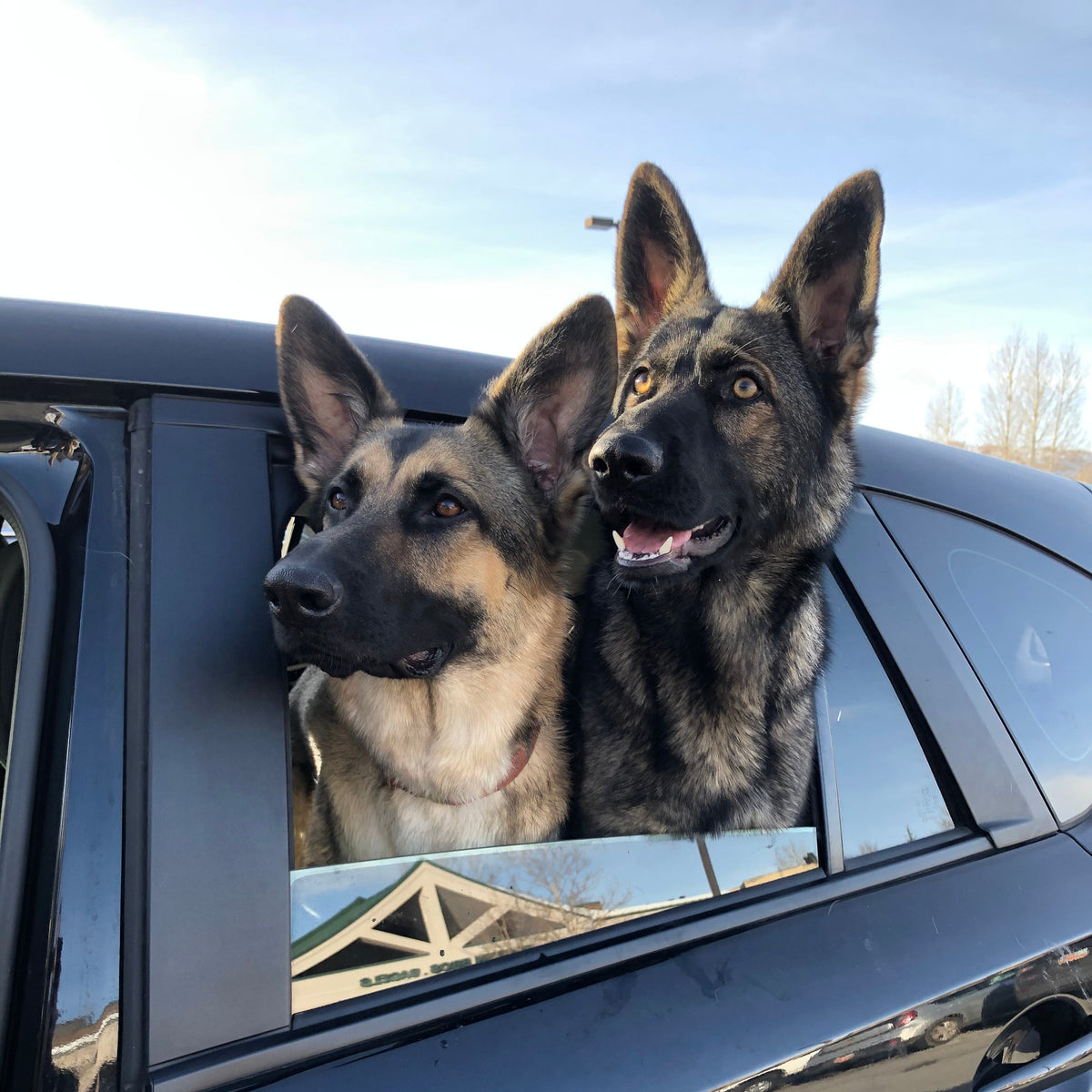 Two German Shepherd dogs sitting in the back of a black car with the window down, looking out into the sunny outdoor air.