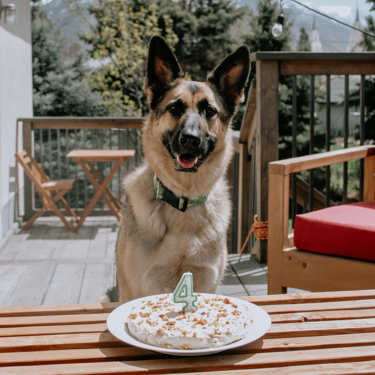 A German Shepherd dog sits on a wooden deck table behind a small birthday cake with a single candle shaped like the number 4, with a house, trees, and mountains in the background.