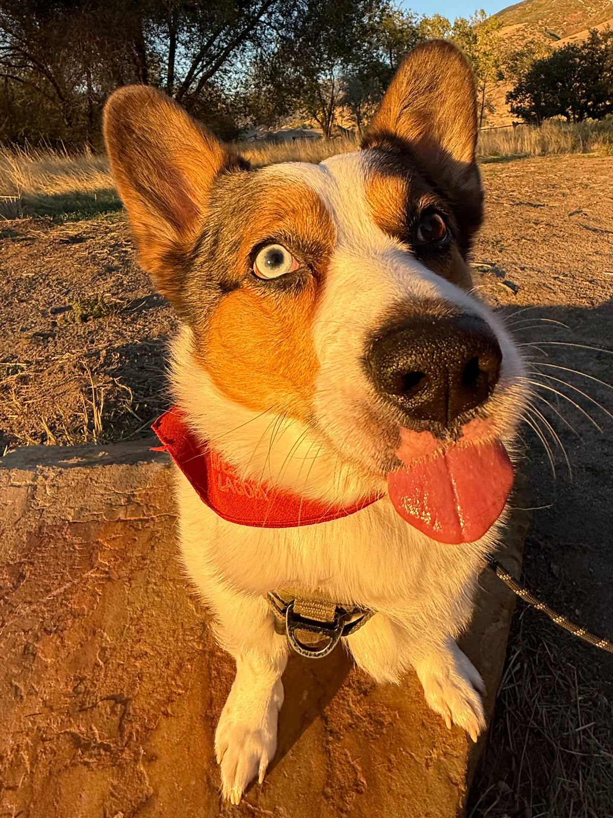 A close-up shot of a Corgi dog outdoors on a dirt path, wearing a bright red bandana and a green harness. The background features dry grass, trees, and hills under a clear blue sky.
