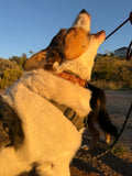 The Scout Collar