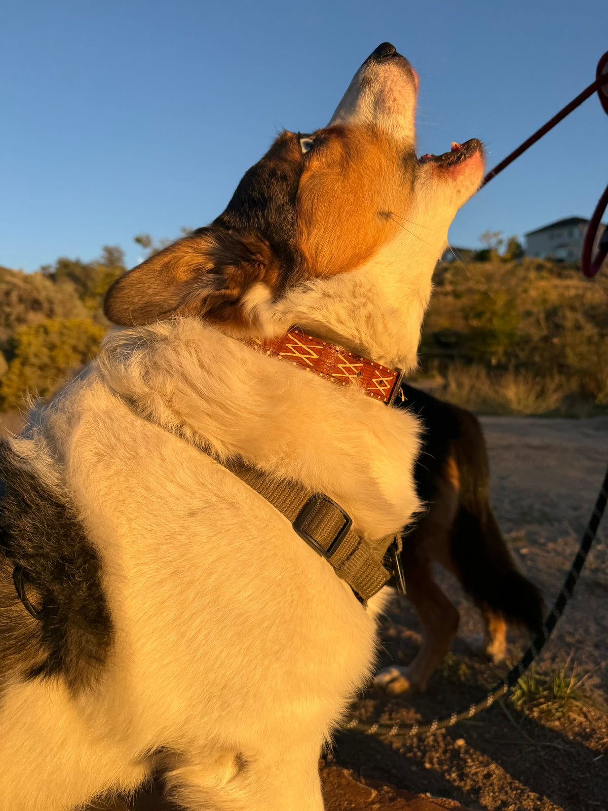 The Scout Collar