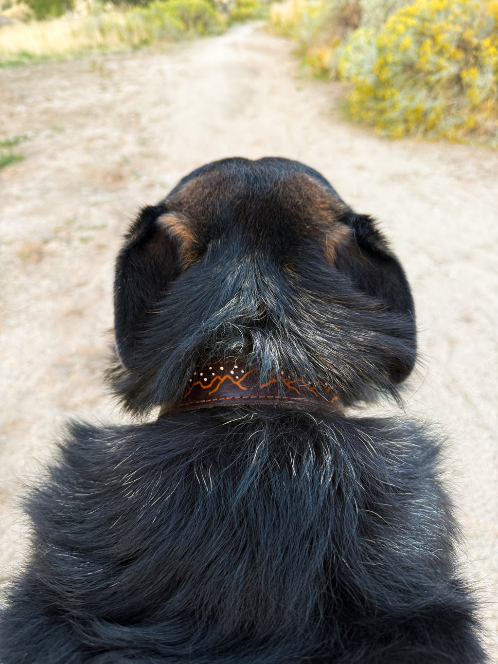The Driggs Collar