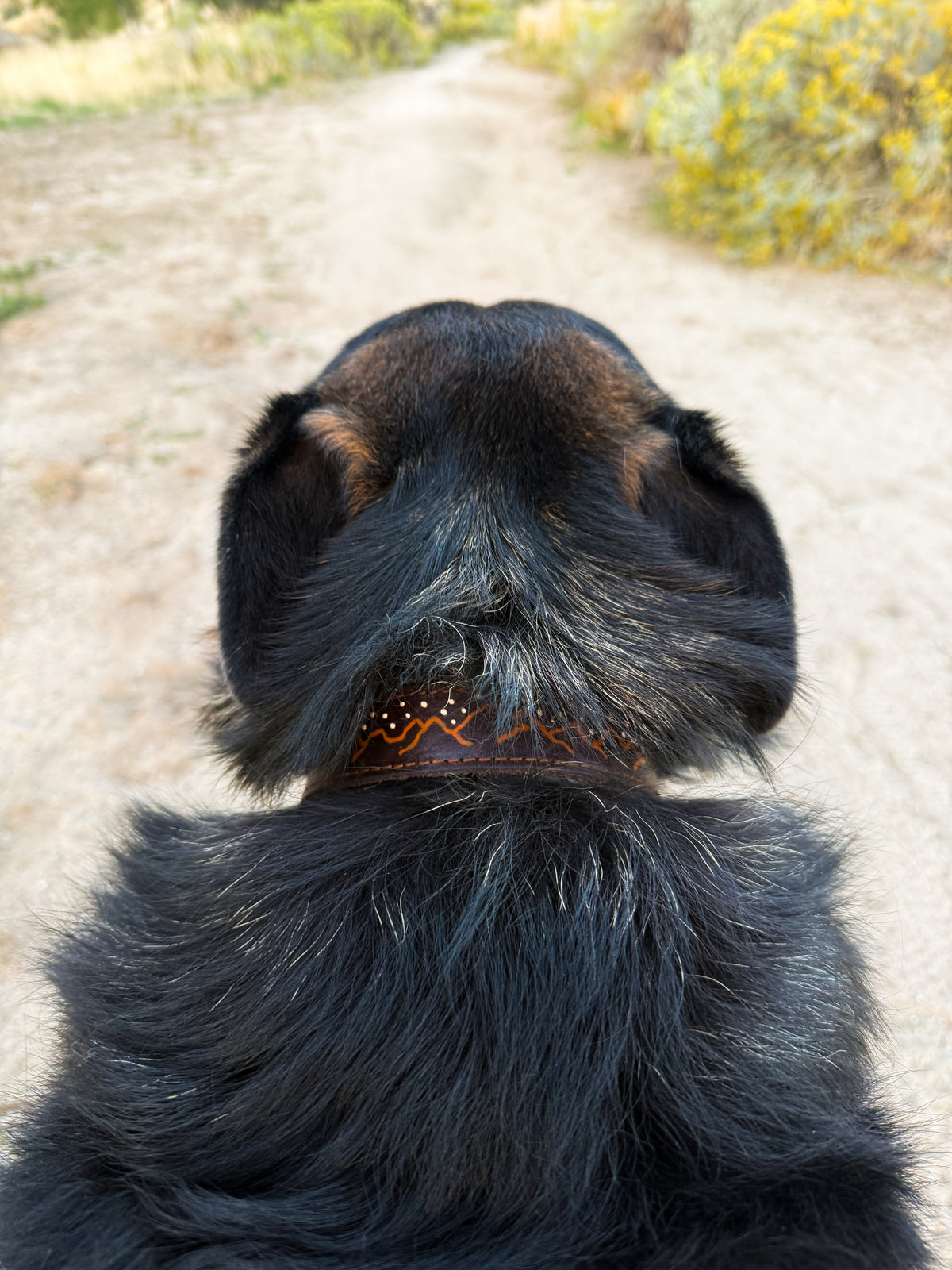 The Driggs Collar
