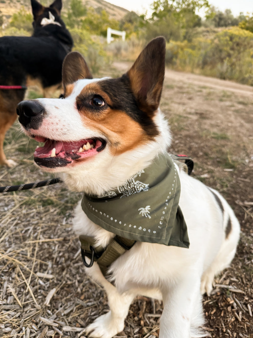 Green Gator Bandana