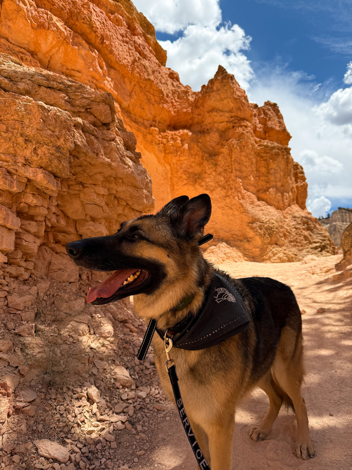 A German Shepherd dog wearing a black bandana and leash stands on a sandy path in a desert canyon with orange rock formations and a blue sky with clouds.
