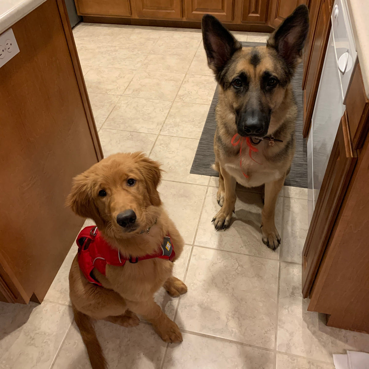 Two dogs, a golden retriever puppy wearing a red harness and an adult German shepherd wearing a red collar, sitting on a beige tile kitchen floor.