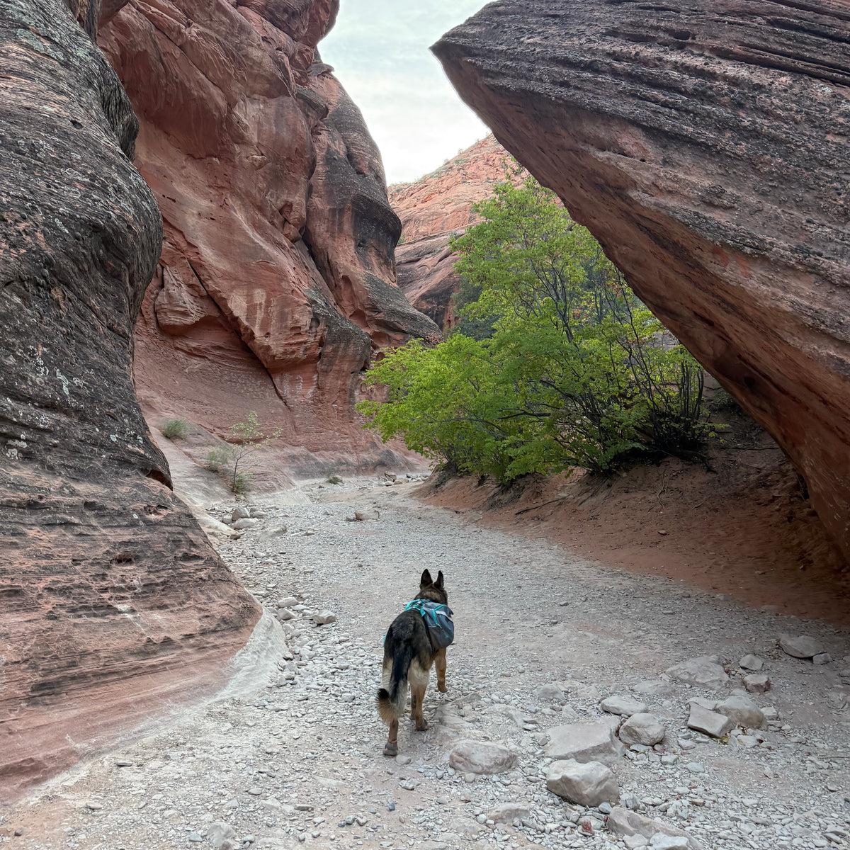 A dog wearing a blue harness walks along a rocky trail between towering red rock canyon walls under a pale sky, with green trees visible in the distance.
