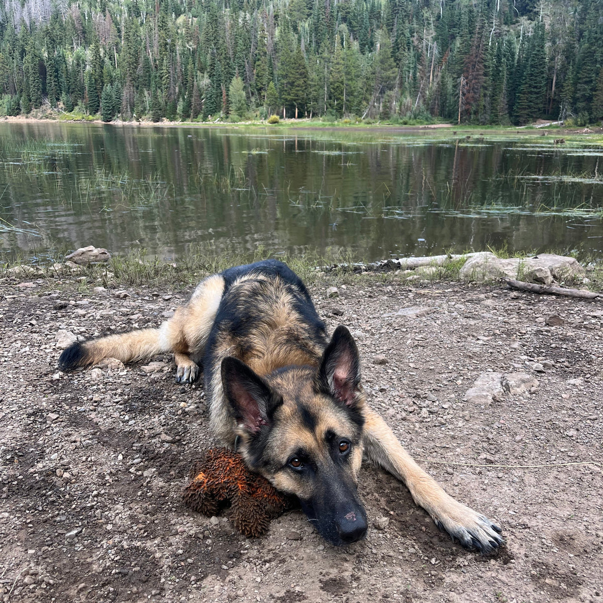 A German Shepherd dog lies on a dirt and gravel shore with a lake and dense evergreen forest in the background.