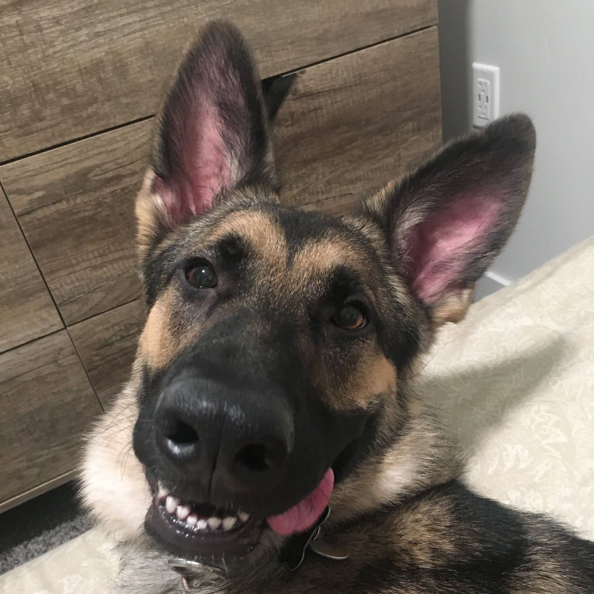 A German Shepherd dog lying on a light-colored carpet in front of a wooden dresser, looking directly at the camera with its pink tongue slightly visible.