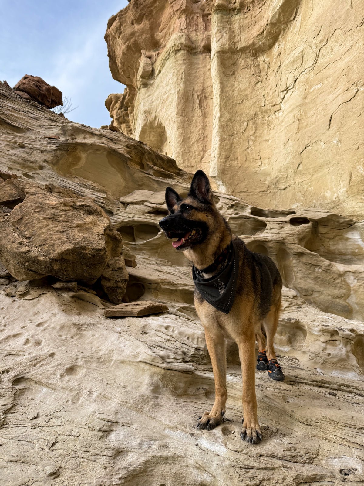 A German Shepherd dog wearing a black bandana and hiking boots stands on a sandy rock formation in a desert canyon with tan cliffs and blue sky in the background.