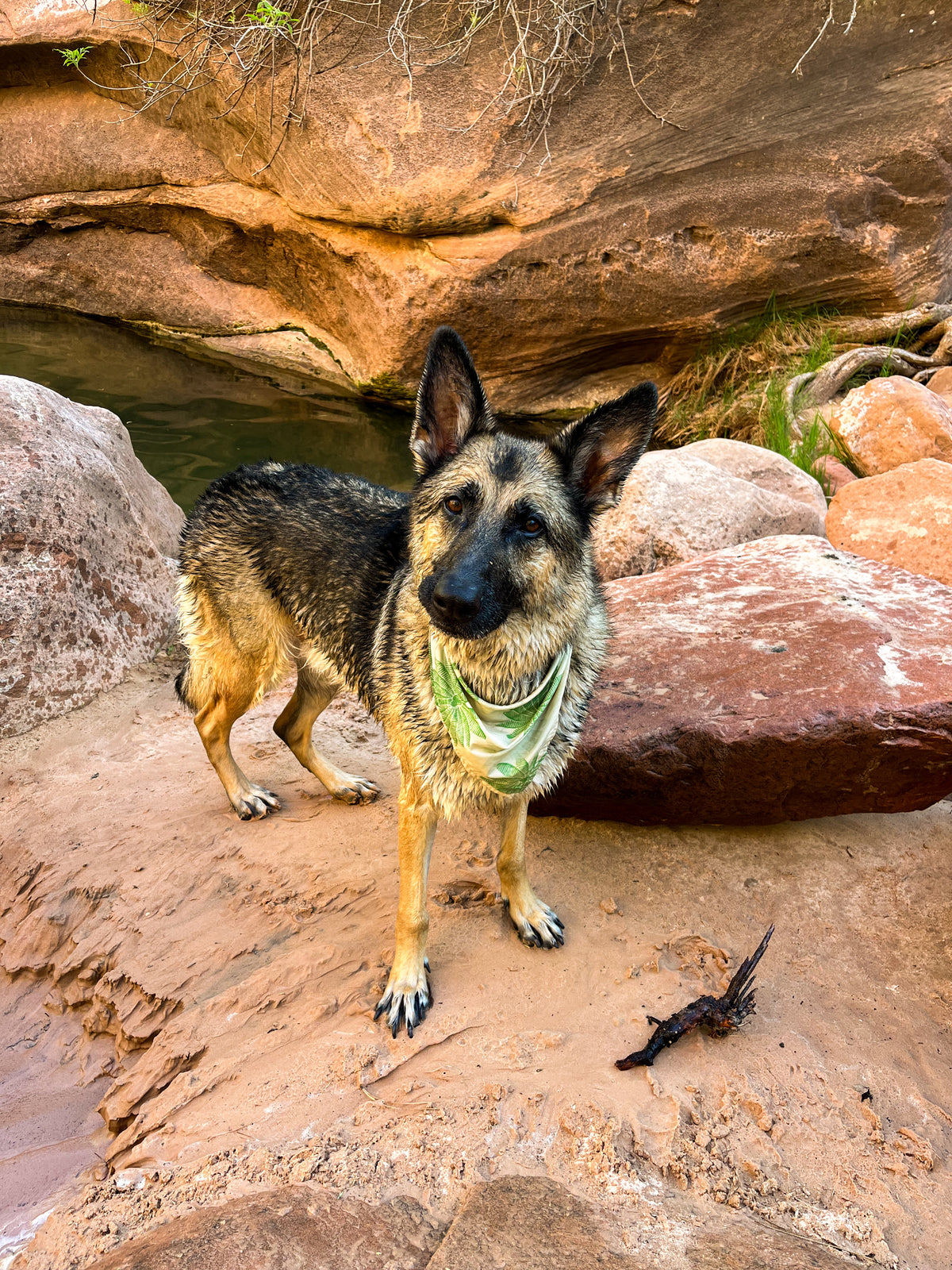 A German Shepherd dog standing on a rocky desert canyon grotto, wearing a green and white bandana. The dog is looking directly at the camera, with large red sandstone rocks and a small juniper stick on the ground nearby.