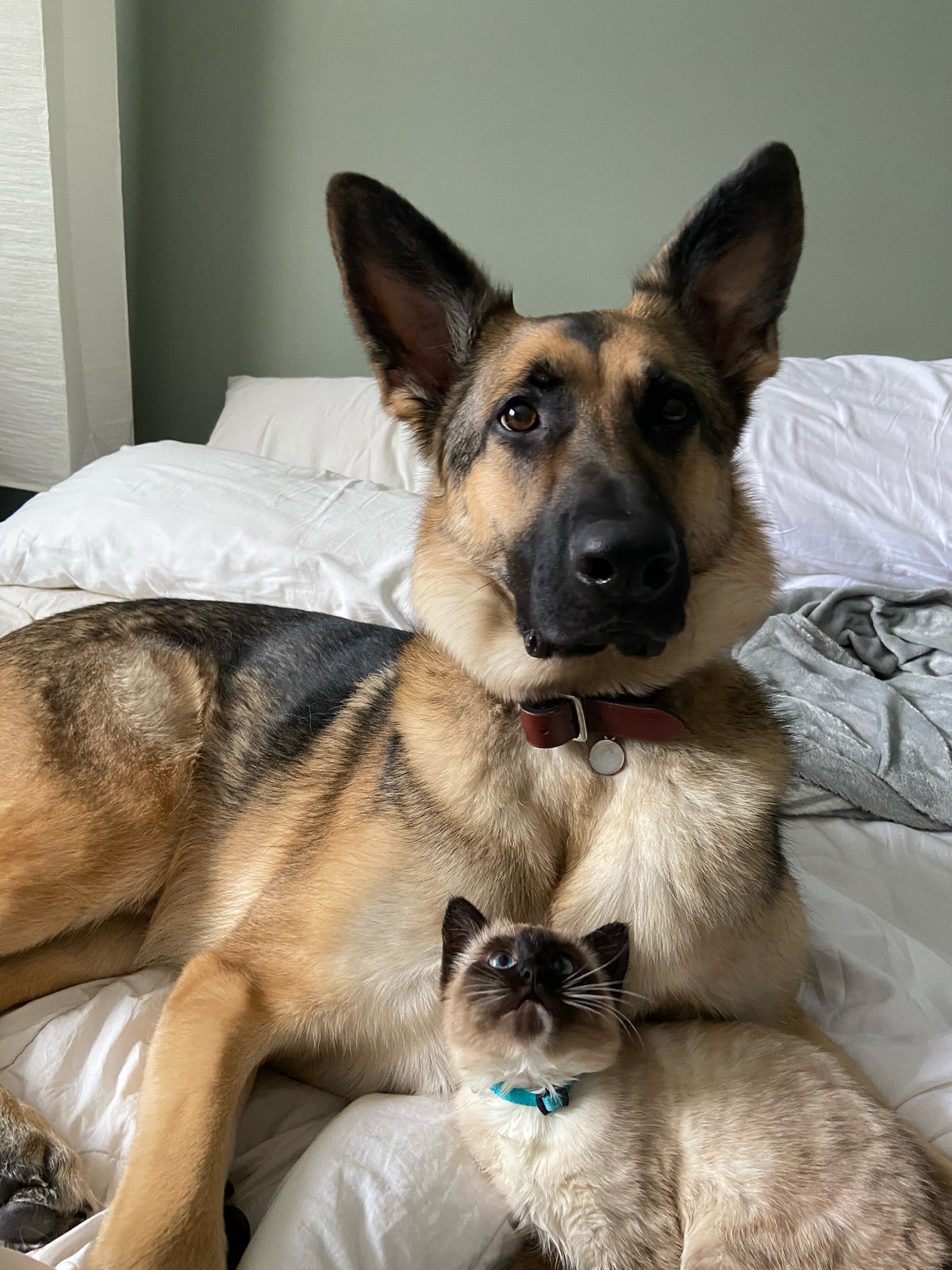 A German Shepherd dog and a Siamese cat resting together on a bed with white sheets. The dog wears a reddish-brown collar, and the cat wears a turquoise collar.