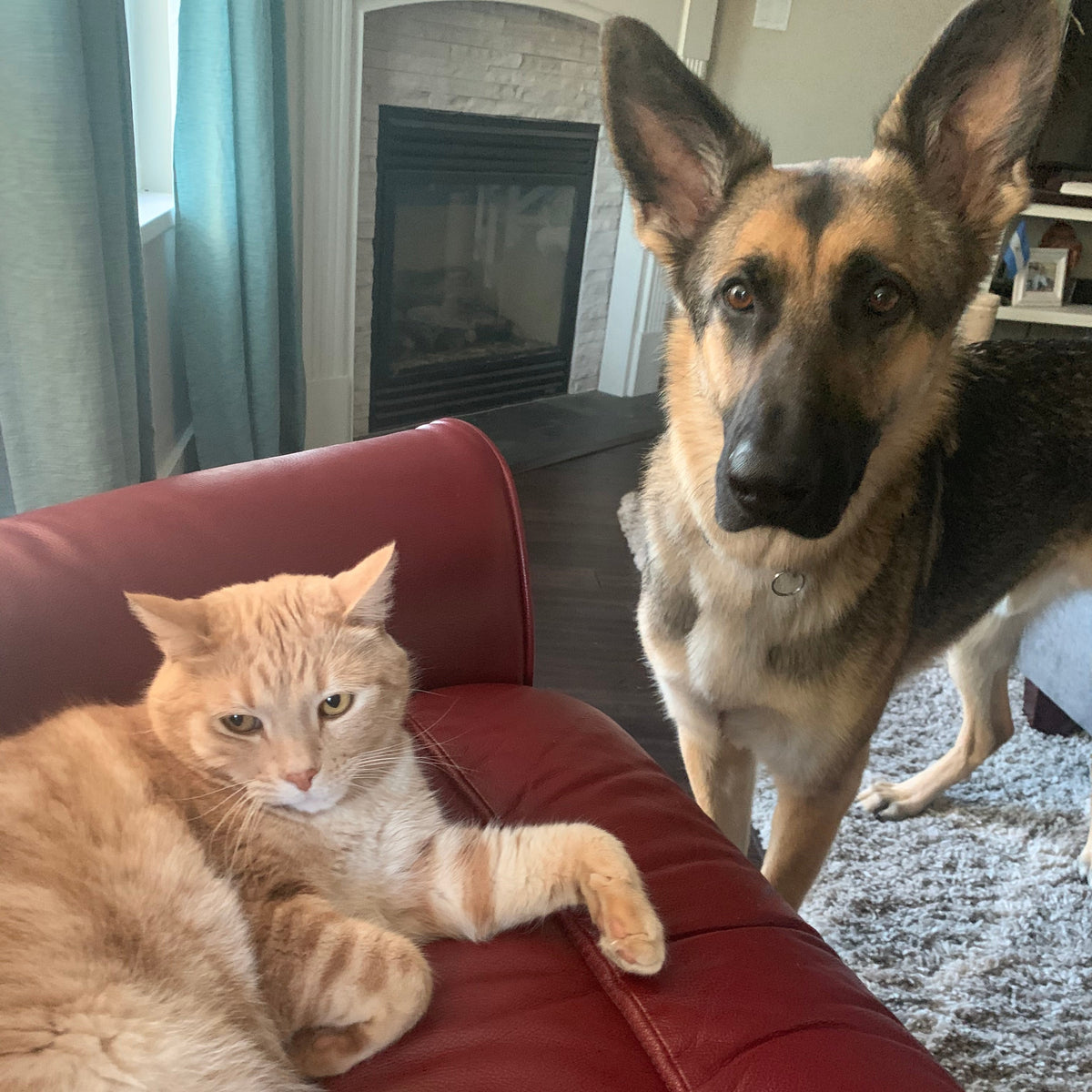 An orange tabby cat lies relaxed on a red leather couch while a German Shepherd stands on a gray rug nearby in a living room with a fireplace in the background.